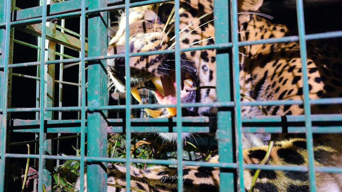 Leopard that strayed into Kelakam in Kerala’s Kannur trapped and released into deep forest