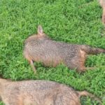 Nine golden jackals found electrocuted near Kochi airport