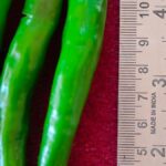 Kerala Agricultural University releases new green chilli variety