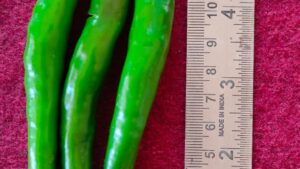 Kerala Agricultural University releases new green chilli variety