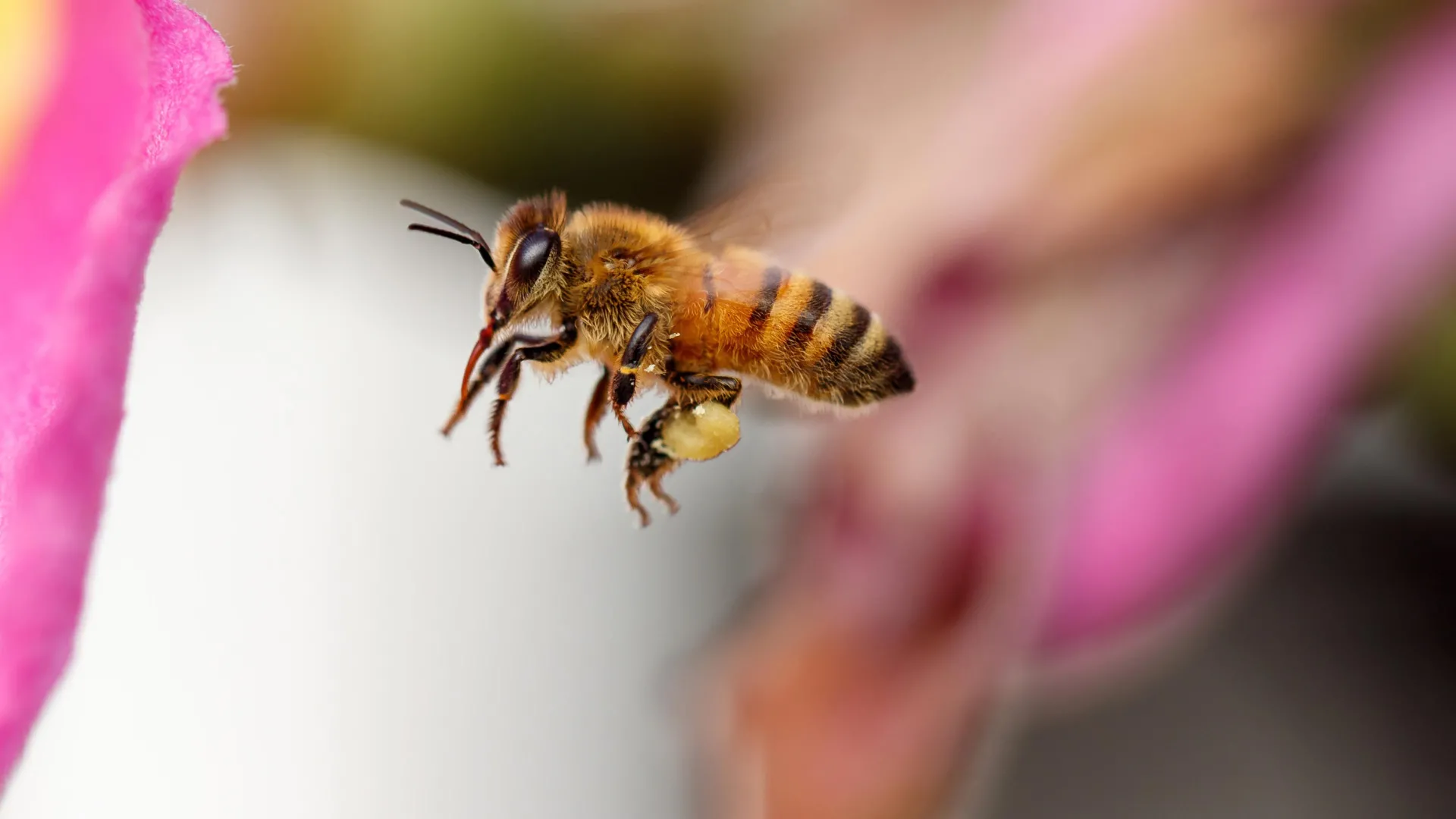 Honey bees have their own personal flight paths and fly them with stunning precision