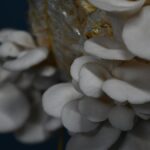 215 mushroom species documented in Aralam and Kottiyoor wildlife sanctuaries