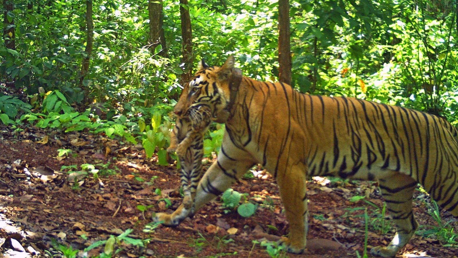 How runaway tigress’s cubs could save Similipal’s big cat population