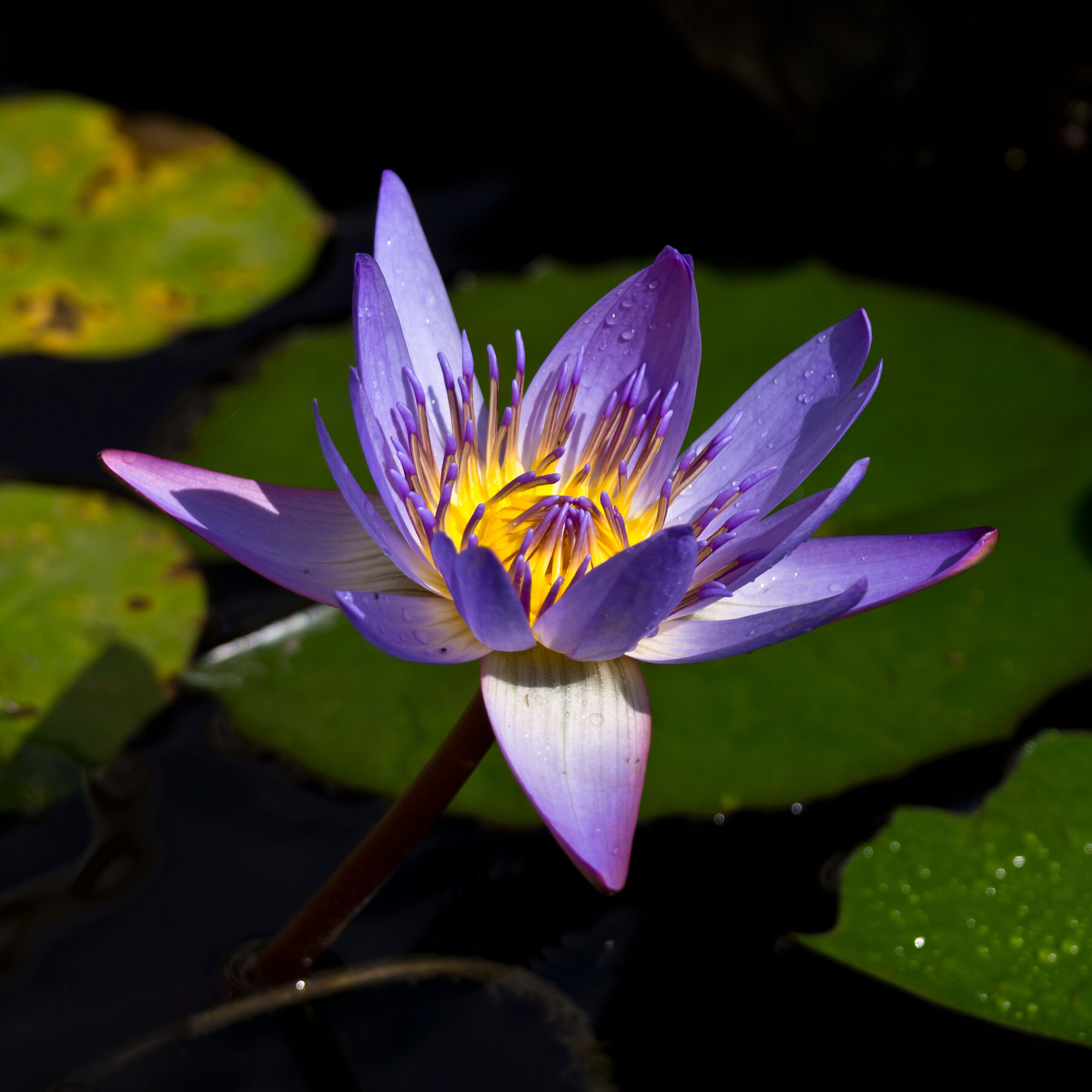 What Were the Lotus-Eaters Eating?