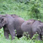NGT directs authorities to keep sealed resort buildings shut in Segur elephant corridor