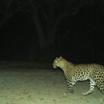 TTD plans stronger safeguards for pilgrims amid leopard threat