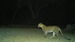 TTD plans stronger safeguards for pilgrims amid leopard threat