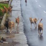 Finding land biggest challenge for Kozhikode Corporation’s stray dog shelter project