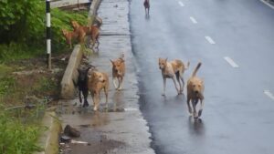 Finding land biggest challenge for Kozhikode Corporation’s stray dog shelter project