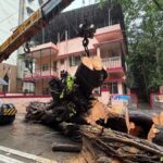 Chembur tree-fall incident: Mumbai BMC mayor orders fresh third-party inquiry