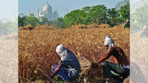 Statistics ministry flags serious gaps in agriculture data collection