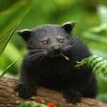 Beyond Tigers: The Wildlife Trade Fuelled by Pets and Myths