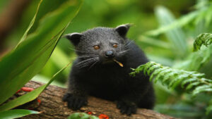 Beyond Tigers: The Wildlife Trade Fuelled by Pets and Myths
