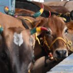 Tamil Nadu appeals to SC against Madras HC order on cow slaughter ban