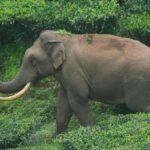 Lack of rain leads to wild elephants camping in human habitations in Kerala’s Munnar