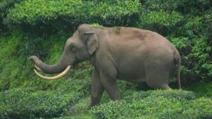 Lack of rain leads to wild elephants camping in human habitations in Kerala’s Munnar
