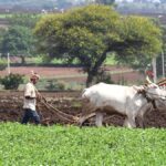 Sowing surges in Dharwad district despite scanty rainfall