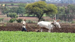 Sowing surges in Dharwad district despite scanty rainfall