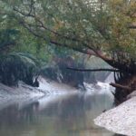 As BSF mulls 90-km Sundarbans fence, security clashes with ecology
