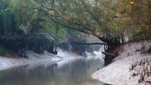 As BSF mulls 90-km Sundarbans fence, security clashes with ecology