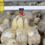 U.P. pushes policy reforms, cluster-based development approach to transform the poultry ecosystem