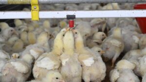 U.P. pushes policy reforms, cluster-based development approach to transform the poultry ecosystem