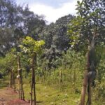 Karnataka plans fruit orchards on government land to generate jobs in rural areas, revenue for local bodies