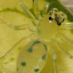 Researchers discover three new species of rare jumping spiders