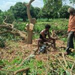 Mounting losses force farmers in Karnataka’s Kolar district to chop down mango trees