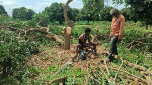 Mounting losses force farmers in Karnataka’s Kolar district to chop down mango trees