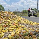 Centre sets up panel to study problems of Andhra’s Totapuri mango farmers