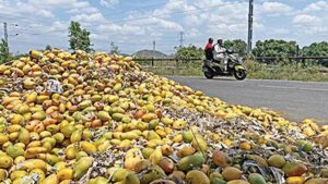 Centre sets up panel to study problems of Andhra’s Totapuri mango farmers