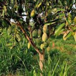 Karnataka urges Centre to expand prescribed quantity of Totapuri mangoes under PDPS to support farmers