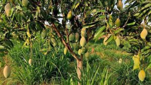 Karnataka urges Centre to expand prescribed quantity of Totapuri mangoes under PDPS to support farmers