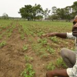 Telangana reservoirs levels constrict irrigation usage; ground water in State may plummet from 9.46 mgbl to 11.01 mgbl