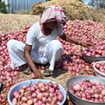Show same concern for rain-hit farmers as traffic jams: Onion growers tell Maharashtra government