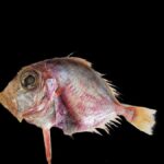 CMFRI identifies new deep-sea fish from Arabian Sea