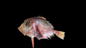 CMFRI identifies new deep-sea fish from Arabian Sea