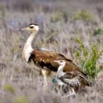 Three Great Indian Bustard chicks placed in rewilding tunnel in Jaisalmer