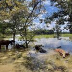 All Assam MLAs pledge one month salary for flood relief except for Raijor Dal members