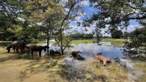 All Assam MLAs pledge one month salary for flood relief except for Raijor Dal members