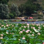J&K’s Mansbal lake starts hosting migratory birds again