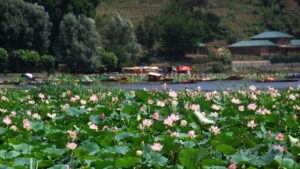 J&K’s Mansbal lake starts hosting migratory birds again
