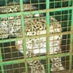 Leopard that attacked poultry captured in Forest dept cage in Kerala’s Thrissur