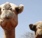 Even camels can’t cope: Africa’s ships of the desert hit by rising temperatures