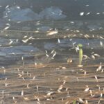 Mass fish kill: Two years on, Periyar fishers await compensation