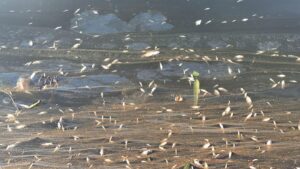 Mass fish kill: Two years on, Periyar fishers await compensation