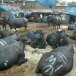 Which States have banned cow slaughter in India?