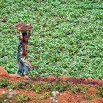 Judge warns against employing children in agricultural work