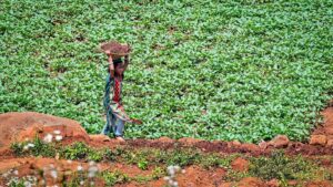 Judge warns against employing children in agricultural work